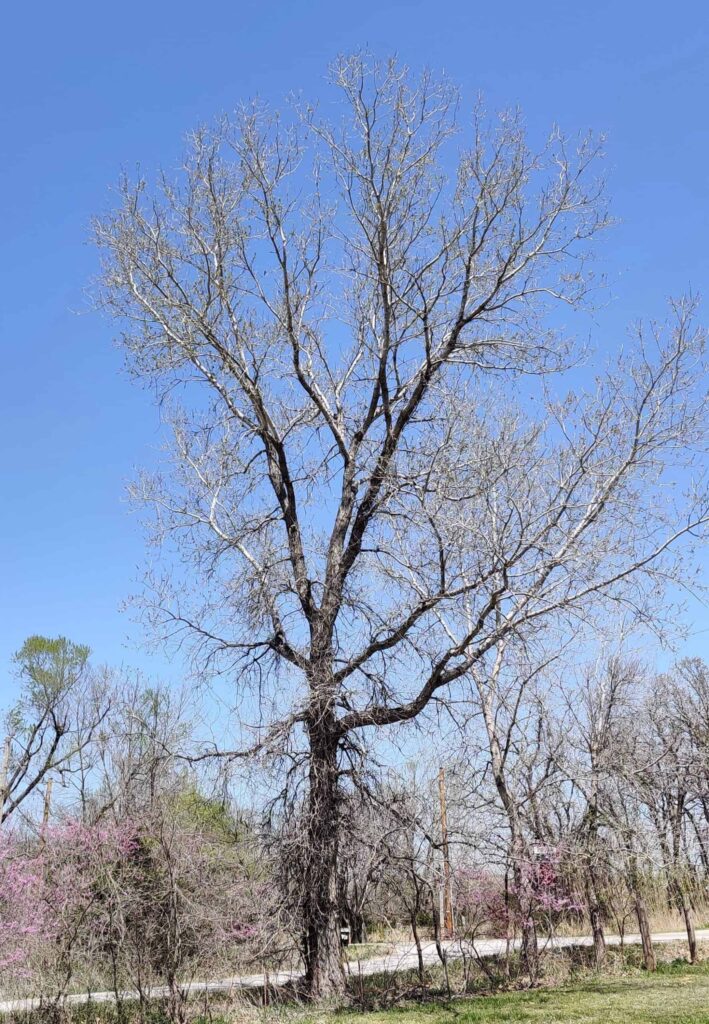 A large tree against a blue sky.