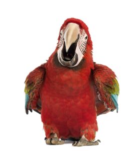 Red Green-winged Macaw, Ara chloropterus, 1 year old, calling in front of white background