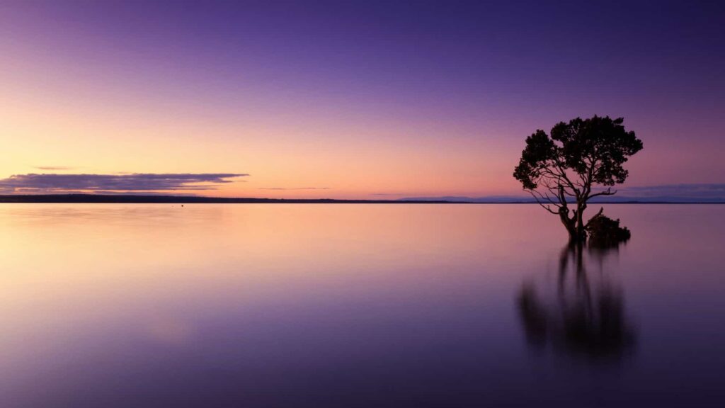 Solitary tree standing in a still lake just after sunset, the sky tinted yellow and violent.